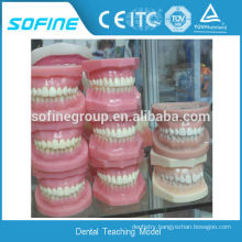 Plastic Dental Tooth Model